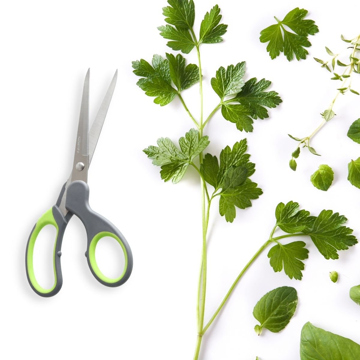 Ciseaux à prise souple Nirosta - Mathon - 2