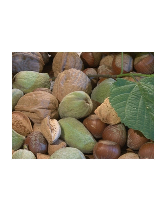 Casse noix malin Venteo - Mathon - 4