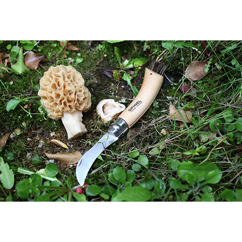 Lot brosse à champignons et couteau à champignons pliant N°8 - Mathon - 2