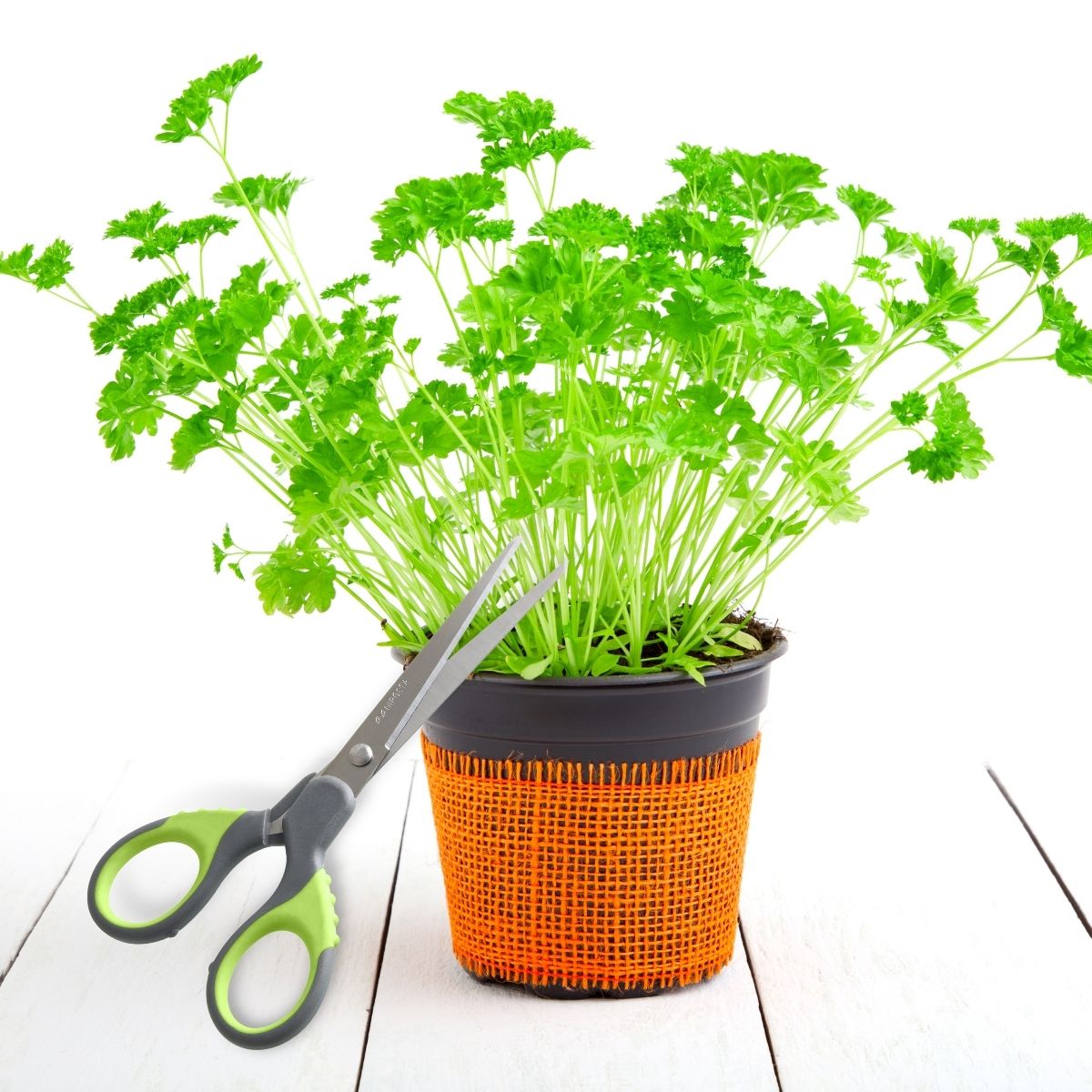 Ciseaux universels  Fit Nirosta - Mathon - 2