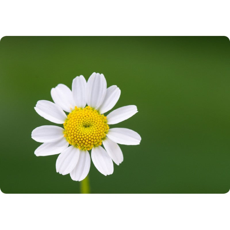 Desserte pliante 2 niveaux avec roulettes – structure blanche, bauhaus Don Hierro - Mathon - 7