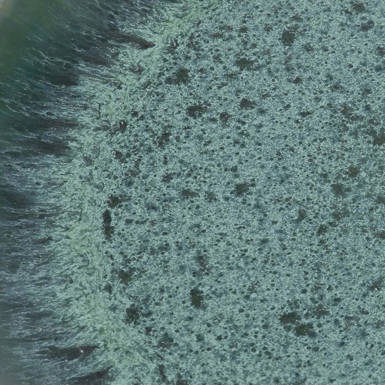 L’Assiette À Salade Aqua Bazar Bizar - Mathon - 2