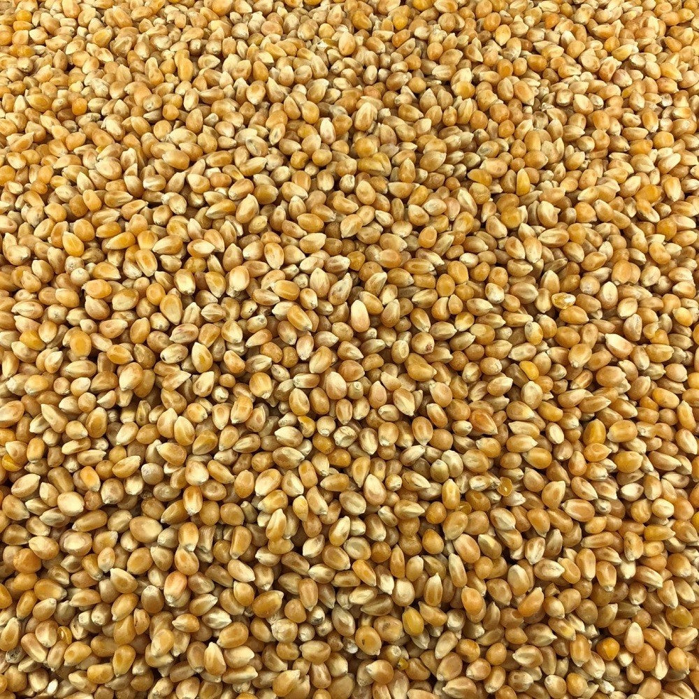 Maïs Pop Corn Bio en Vrac 5kg Vrac Bio - Mathon - 2