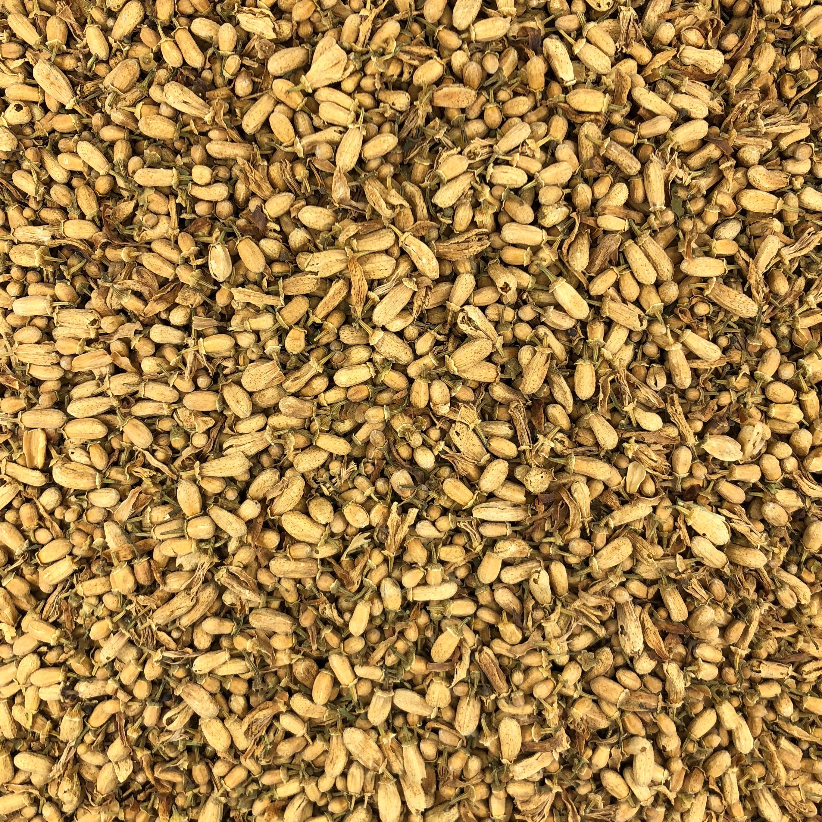 Oranger Bouton Bio en Vrac 250g Vrac Bio - Mathon - 1