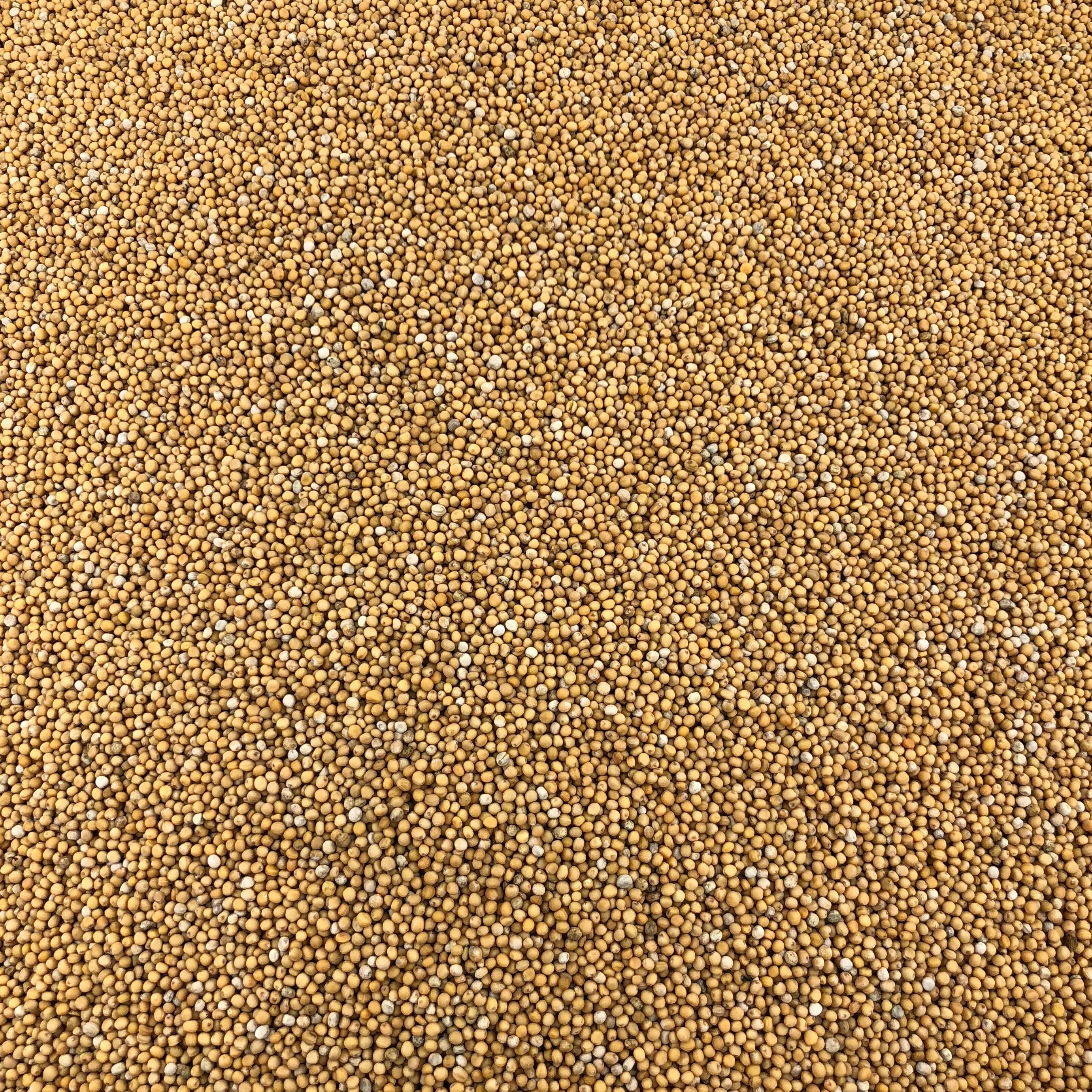 Moutarde Jaune Graines Bio en Vrac 250g Vrac Bio - Mathon - 1