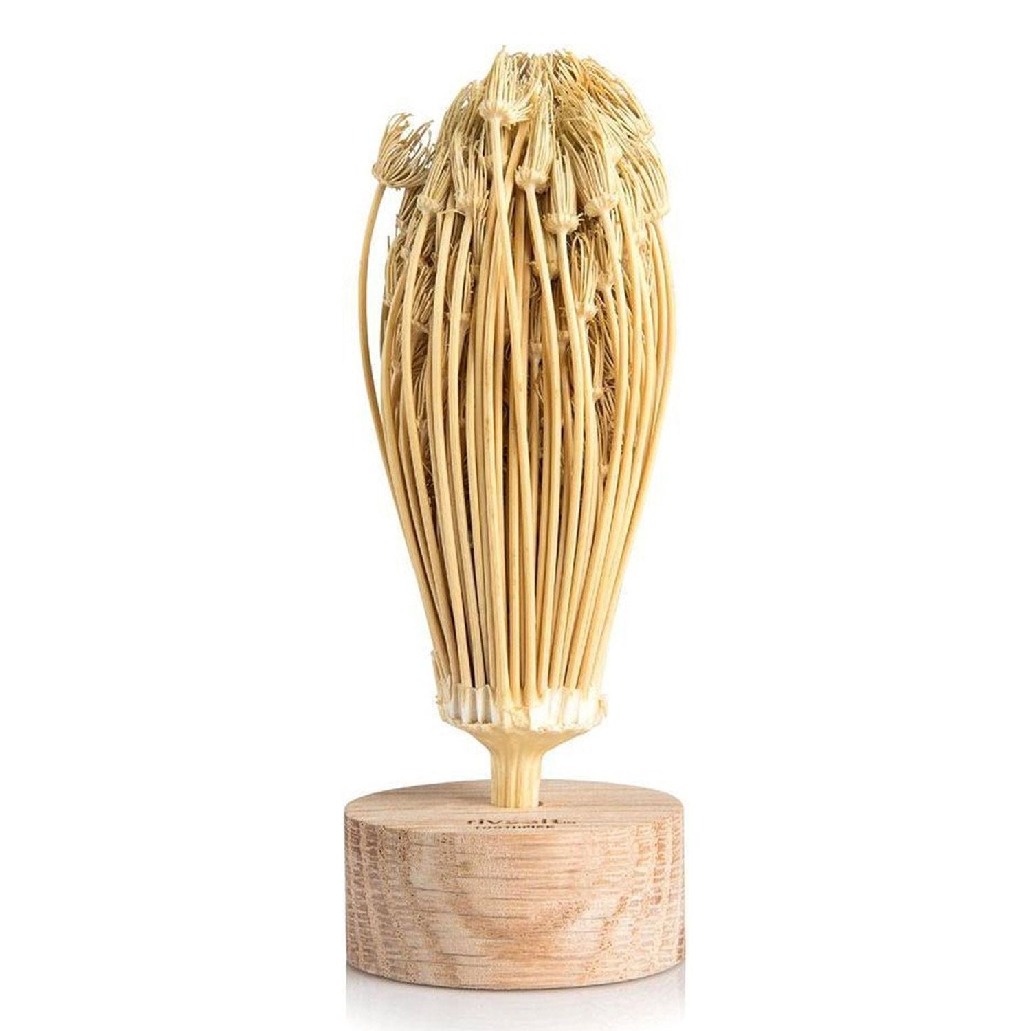 Cure-dents naturels du Maroc Chevalier diffusion - Mathon