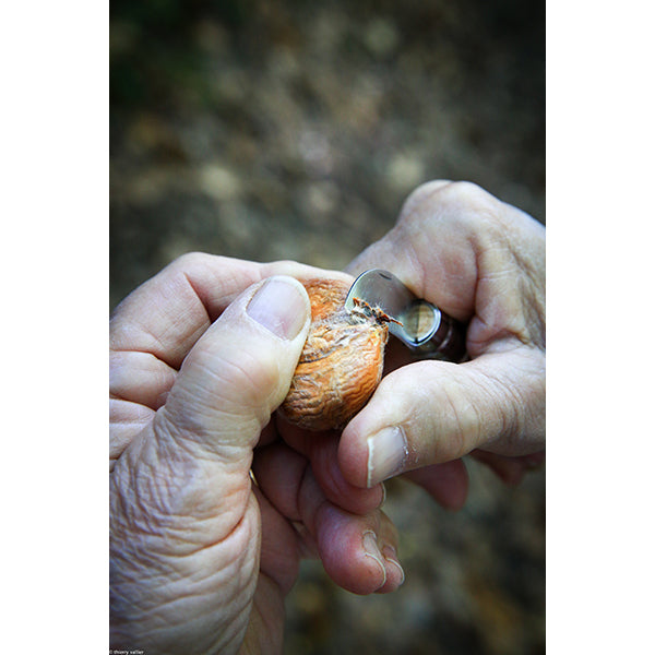 Couteau N°07 châtaigne, ail et dénoyauteur Opinel - Mathon - 5