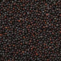 Moutarde Noire Graines Bio en Vrac 5kg Vrac Bio - Mathon - 1